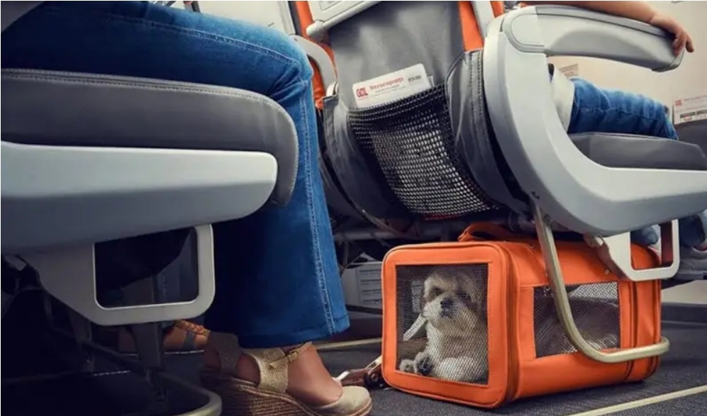 Airline Will Allow Dogs And Cats In The Cabins Life Stories